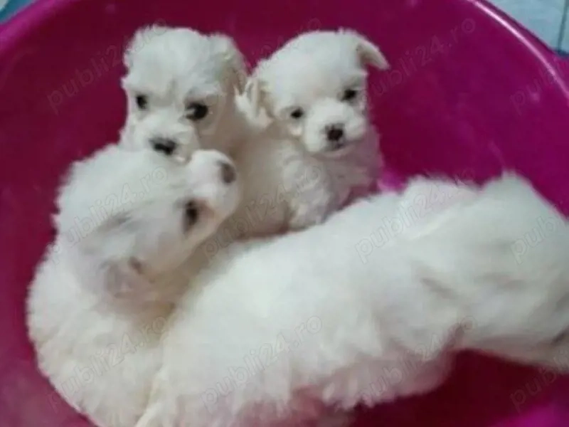 Bichon Maltese  
