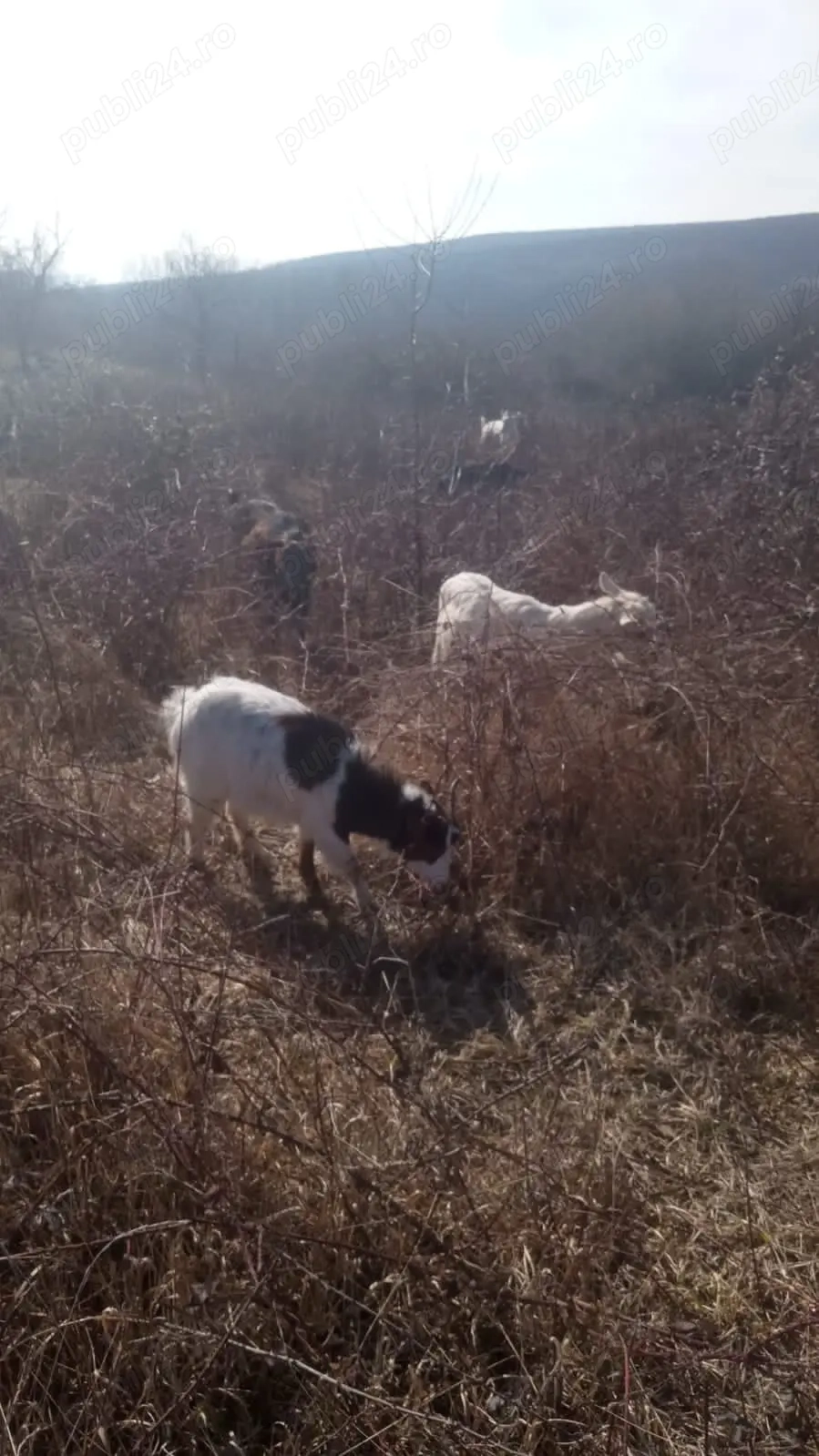 vând turmă de capre 