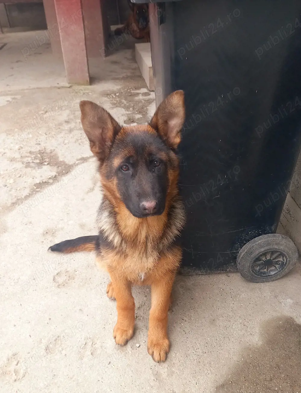 Femela ciobanesc german