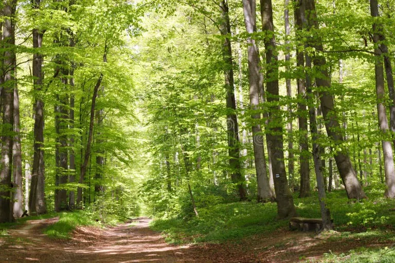 Pădure, 3 hectare ,suprafață compactă  Variante. 