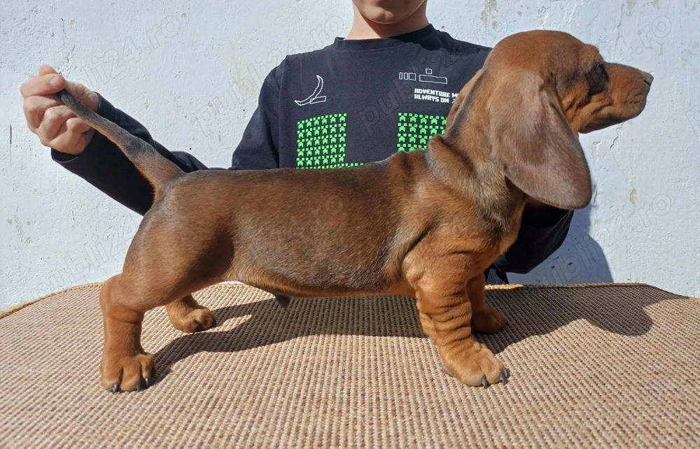 Masculi teckel standard 