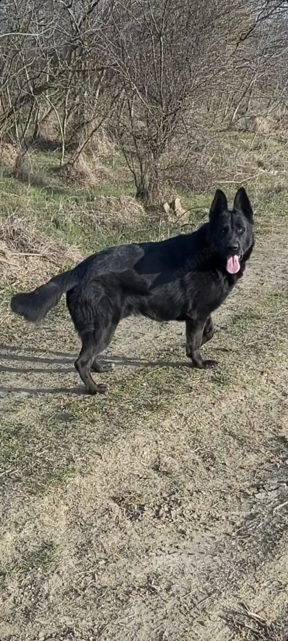 Ciobanesc german bicolor