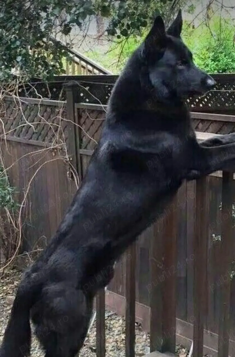 Ciobanesc german negru (Alsacian)