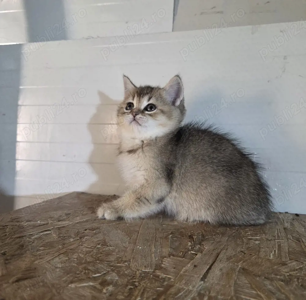British shorthair golden
