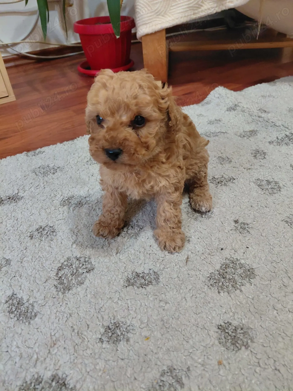 Pudel Red Toy Superb