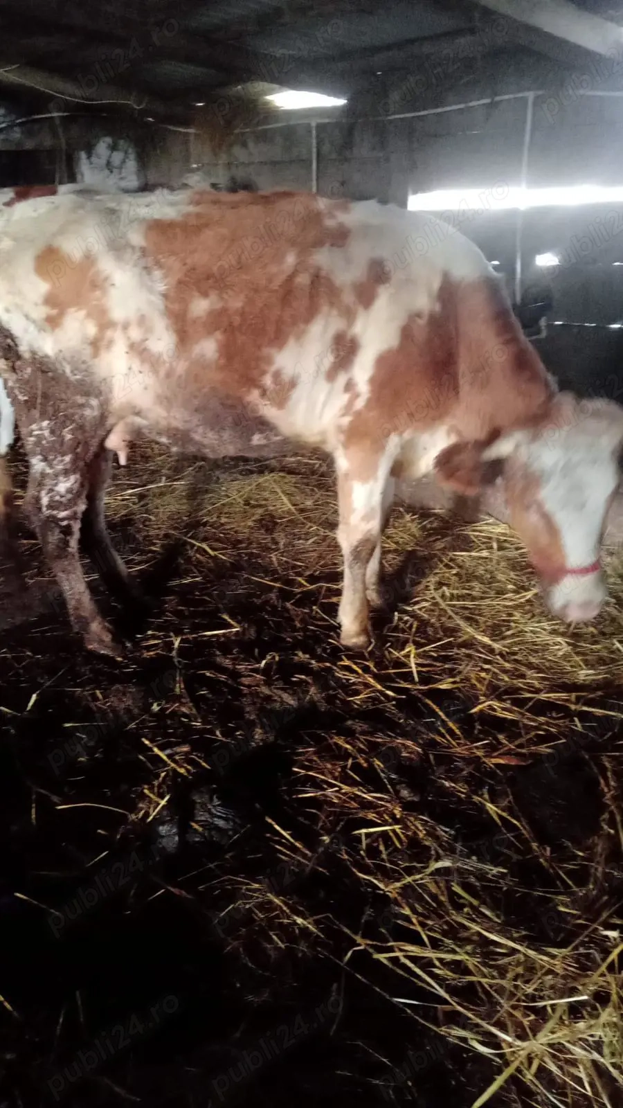 Vând vaca și vițel 