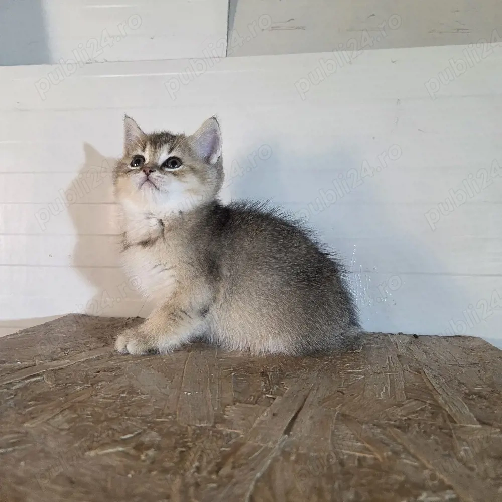British shorthair golden