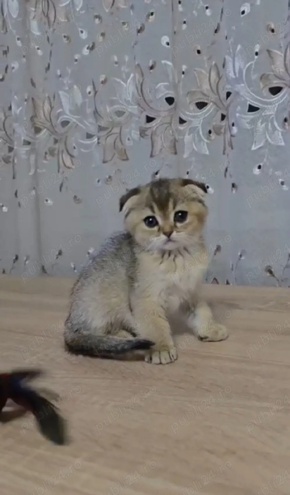 Scottish fold golden