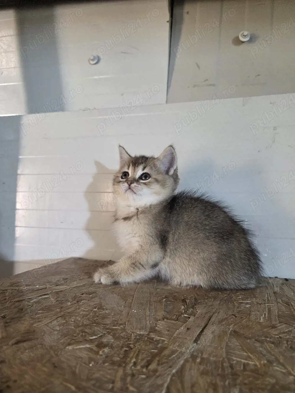 Brittish shorthair golden