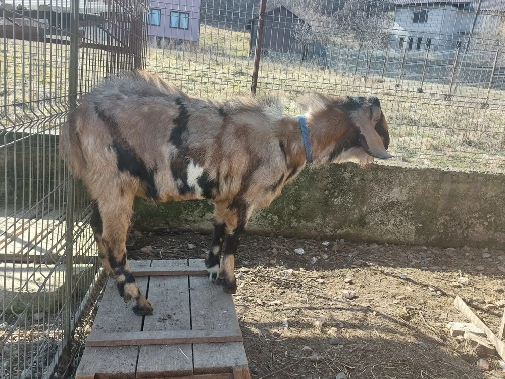 Țap anglonubian de vânzare 