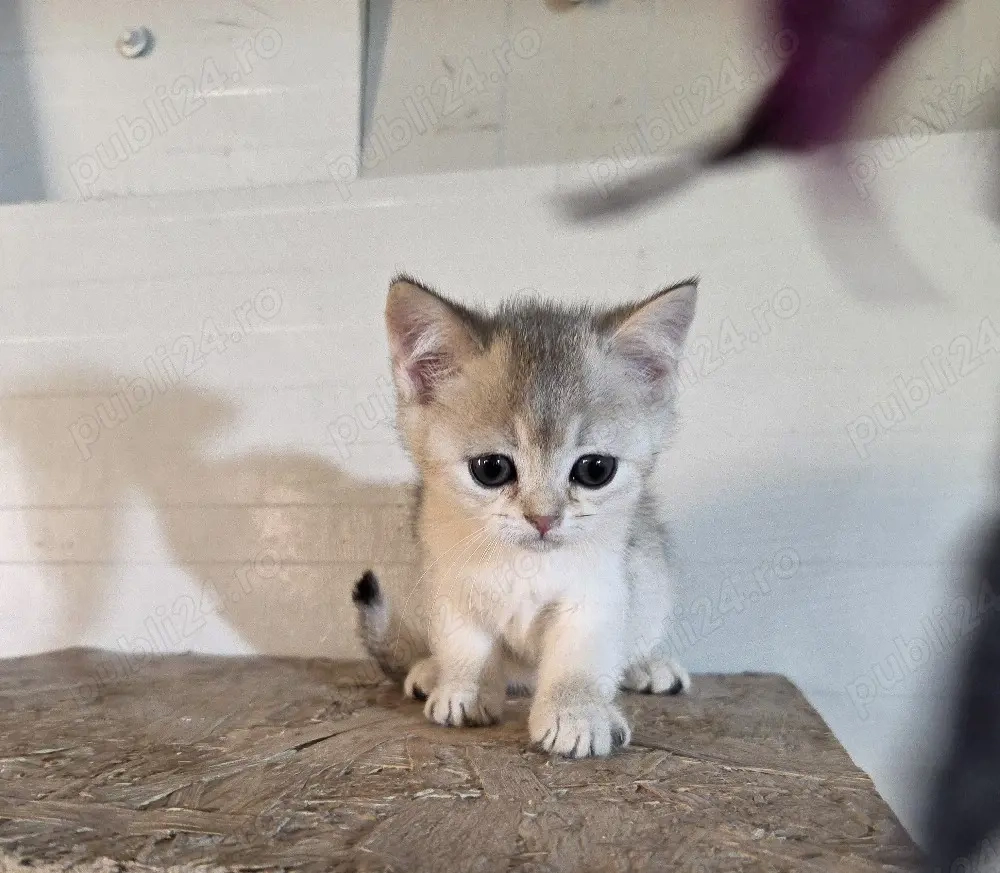 British silver shorthair