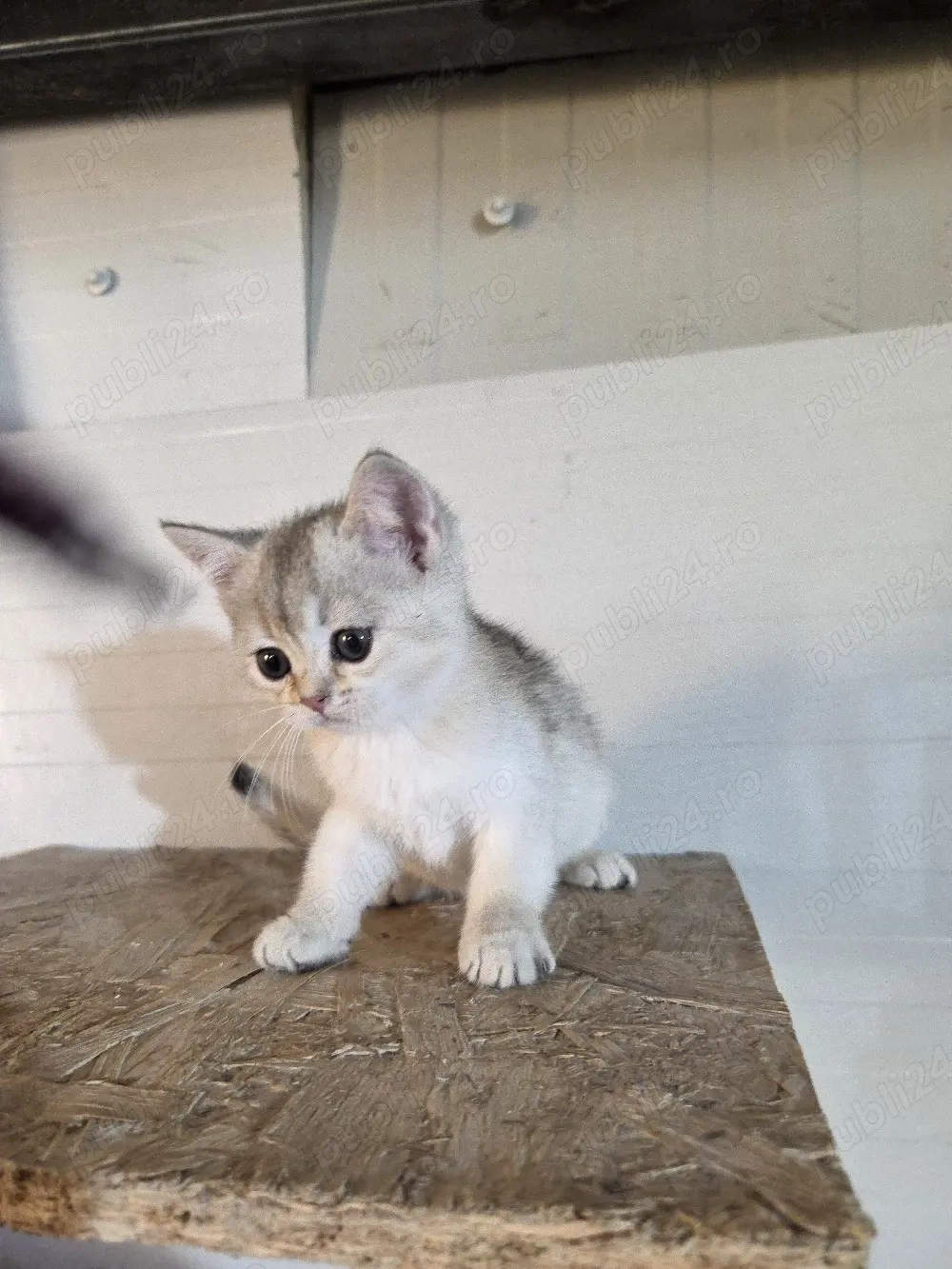 British shorthair silver 