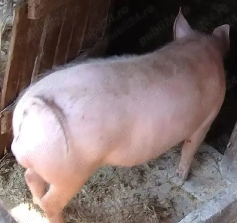 Porc 110 kg de țară 
