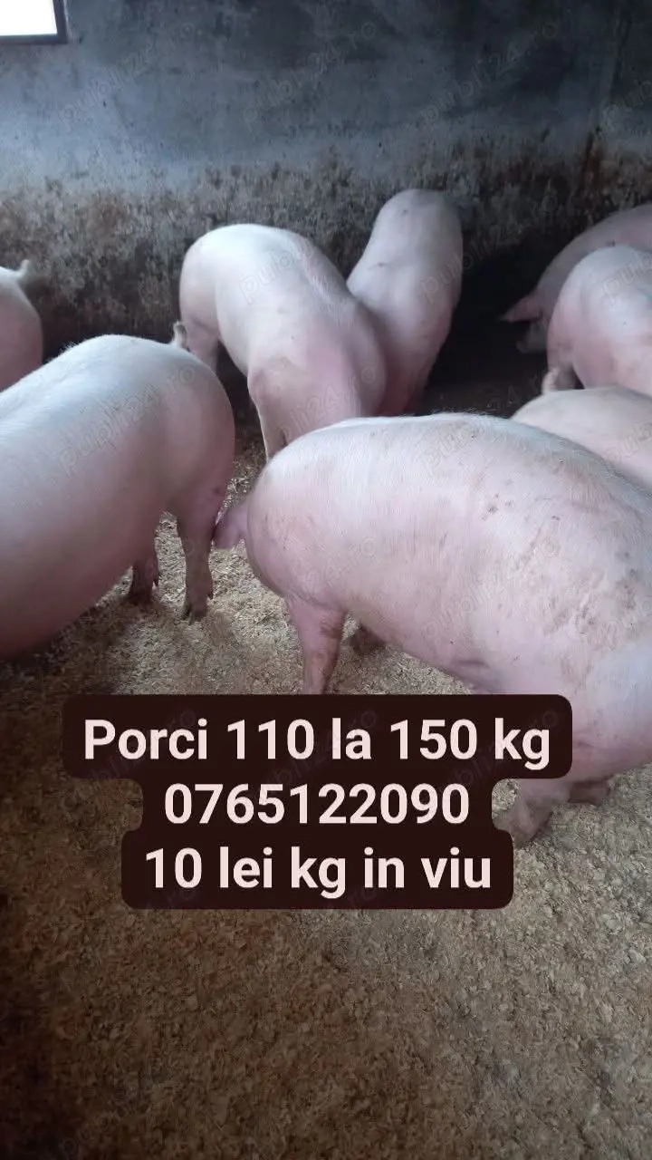 Vand porci de carne 