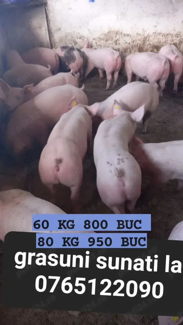 Vand purcei de carne 