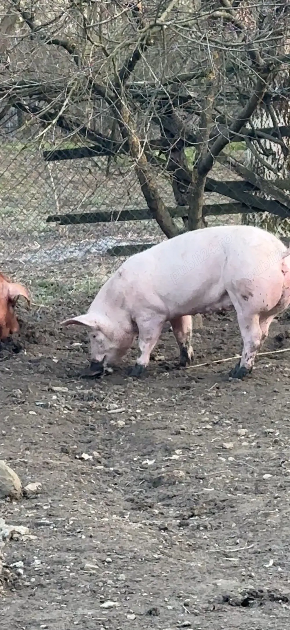 scrofita marelealb landrace- pietrean