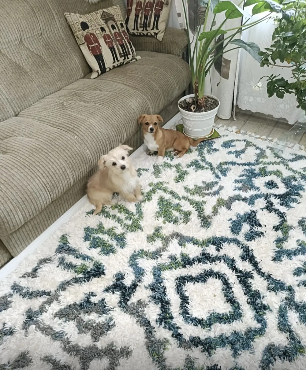 Donez două fetițe vârsta 4 luni vaccinate și deparazitate și cu carnet 