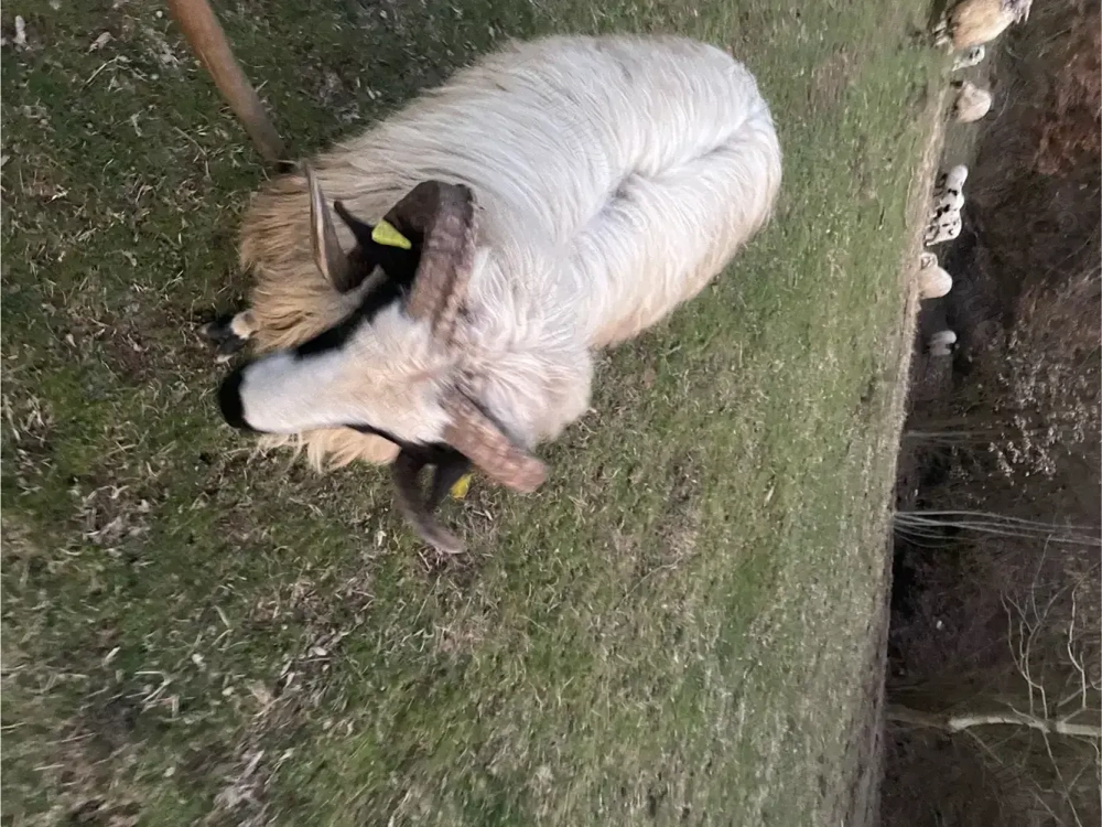 De vinzare berbec breaz 