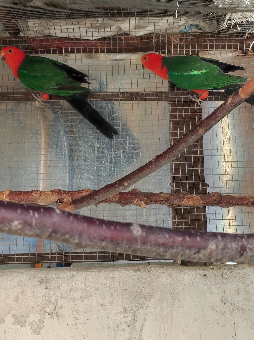 Papagal Rege Australian