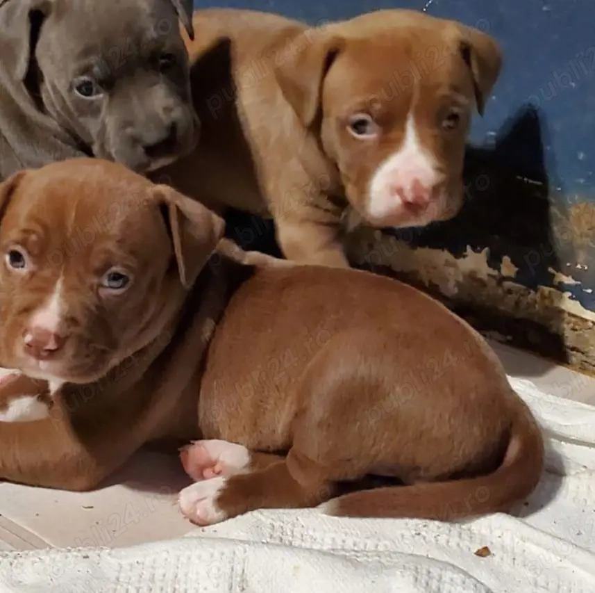 Labrador Retriever ciocolatiu