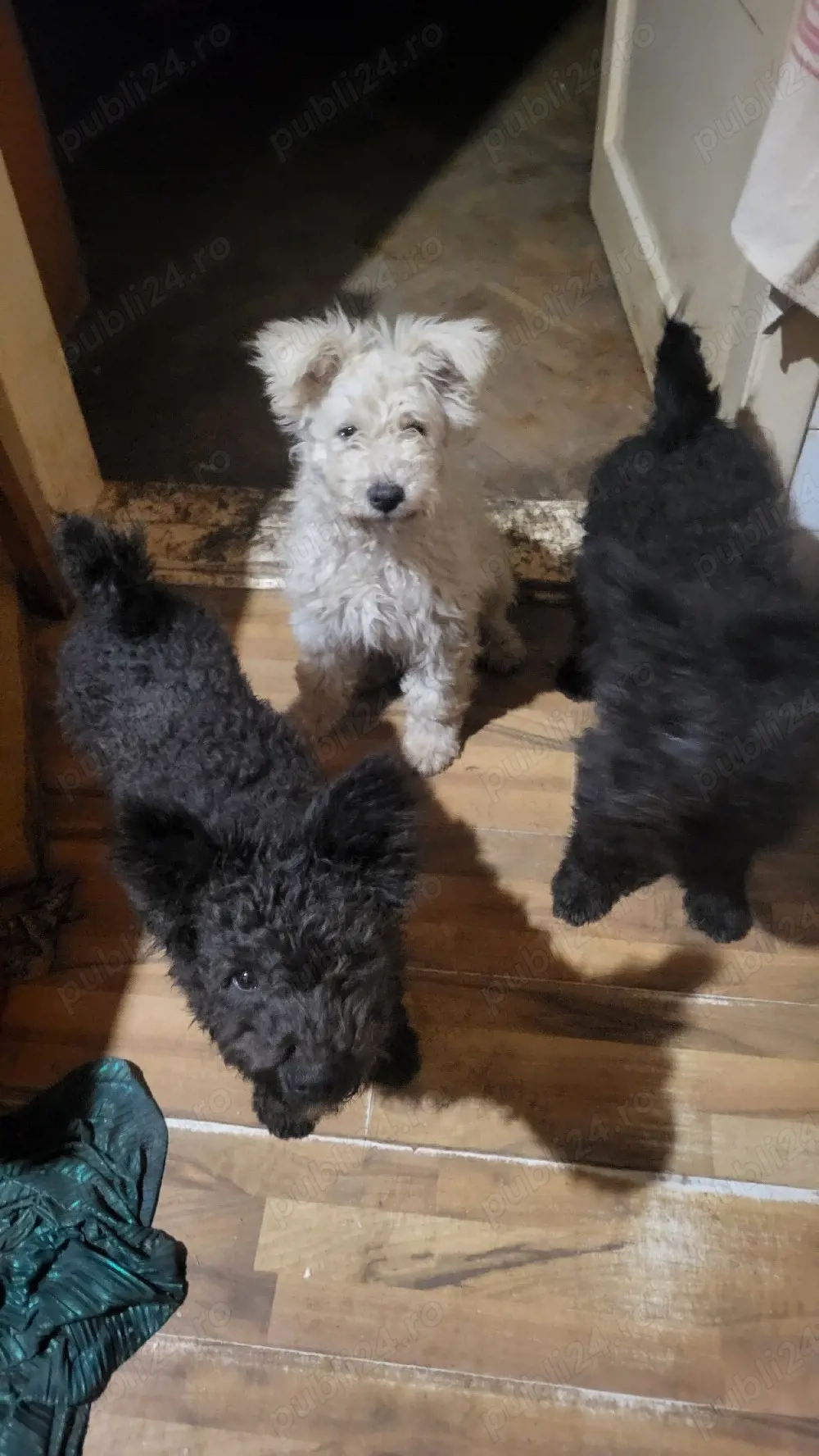 Pui pumi de calitate