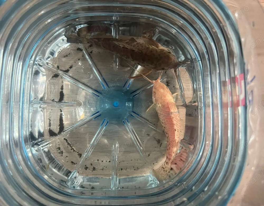 Vand 2 pesti sanitari Corydoras paleatus, pret 10 lei una , ridicare zona lujerului sector 6