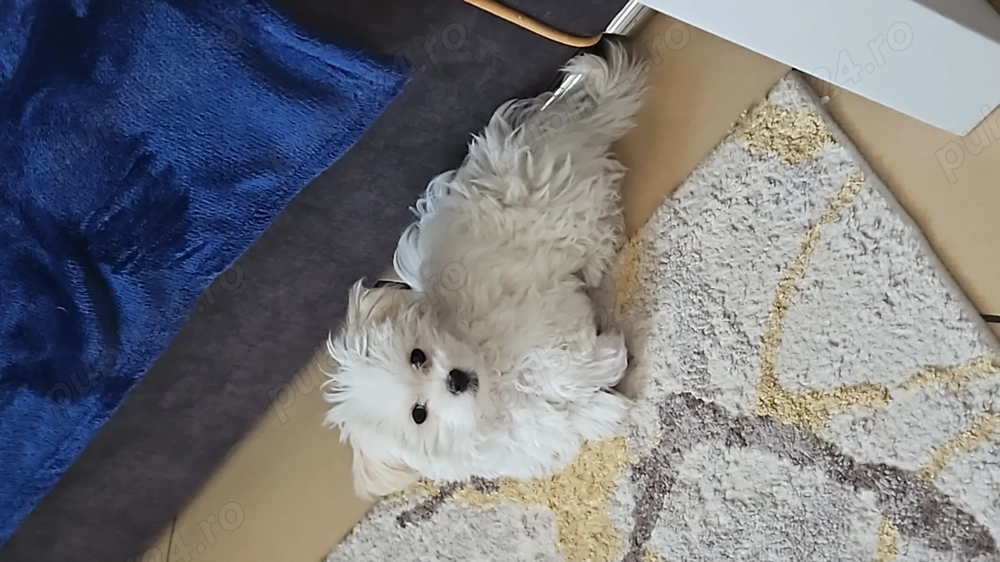 Vând cățel bichon maltez 