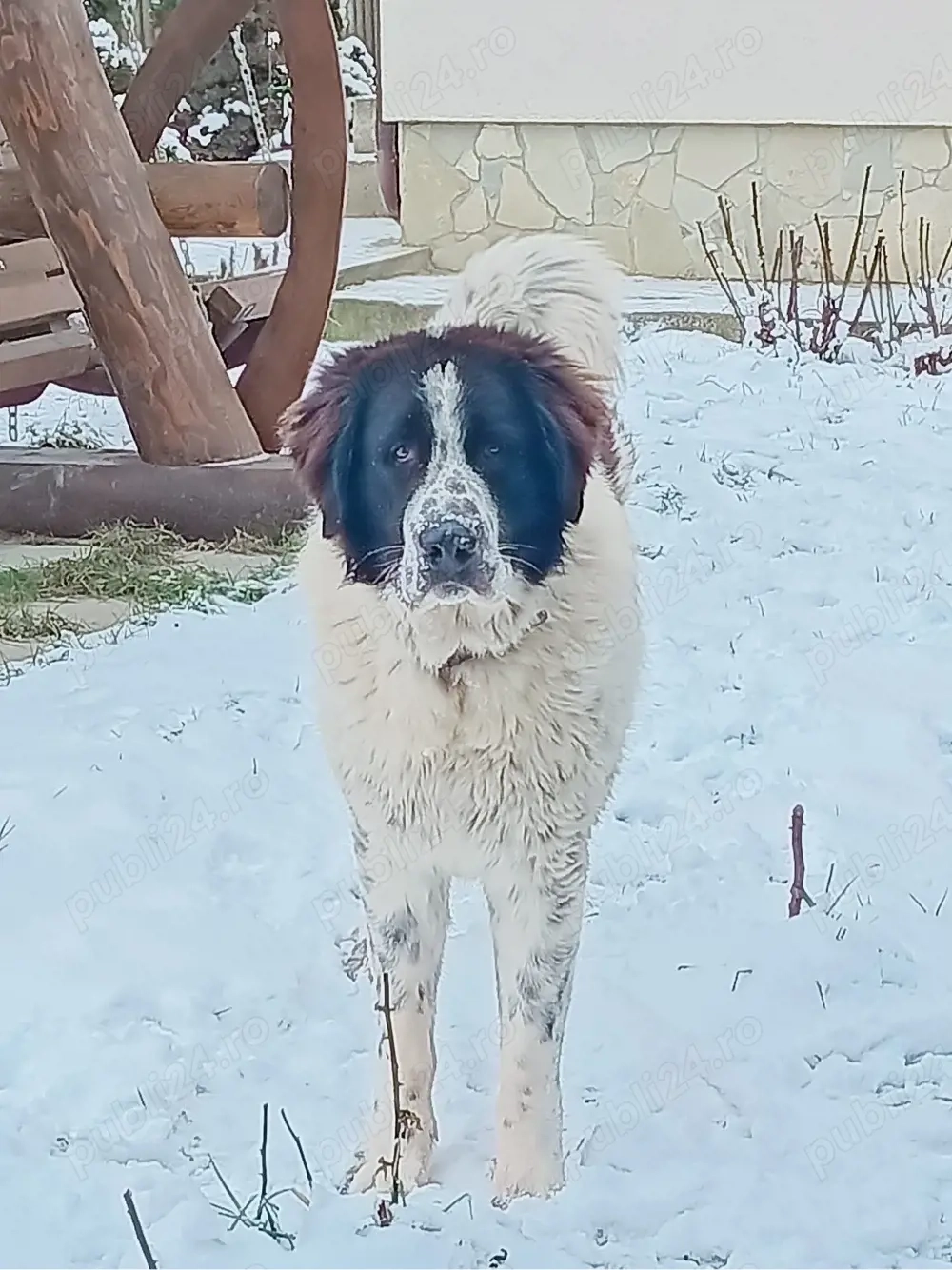 Donez Ciobanesc Bucovinean