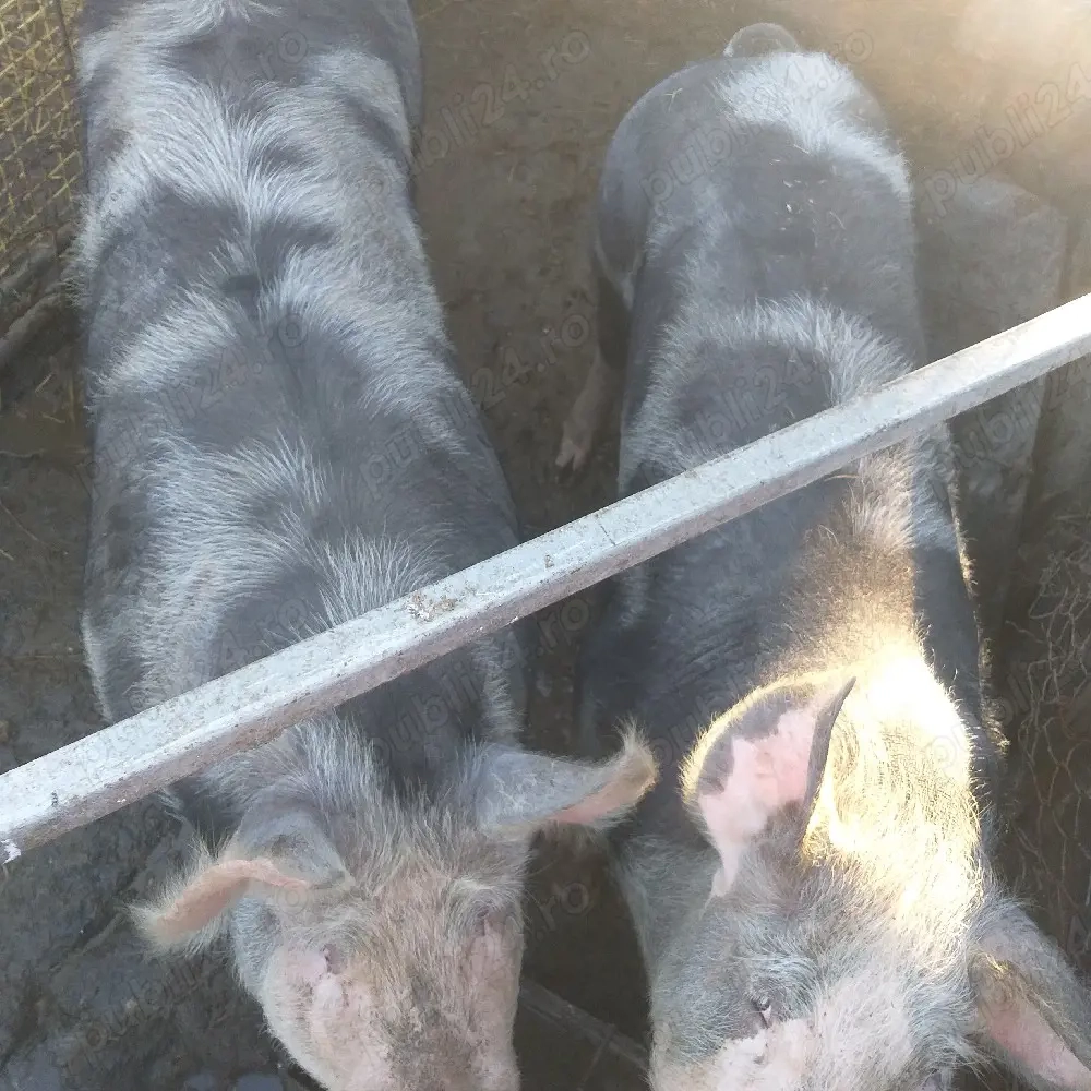 Vînd porci Coșoveni 250-350kg