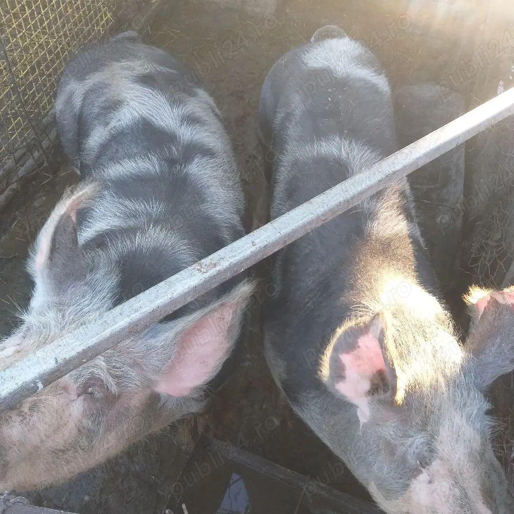 Vînd porci Coșoveni