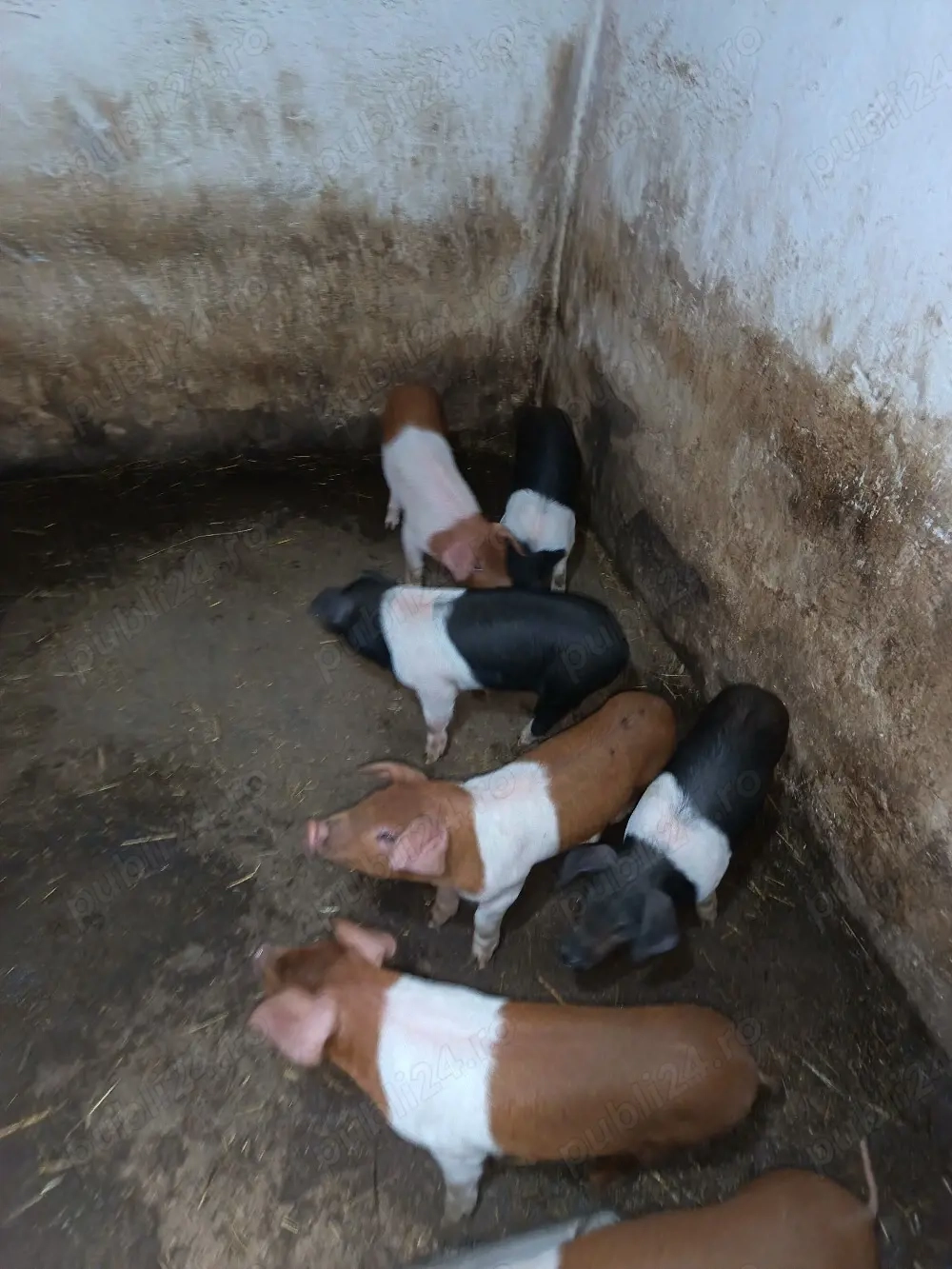 Vând porci și purcei 