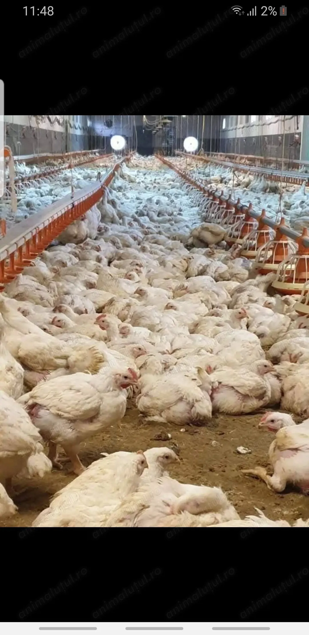 Gaini albe la 4 kg am pui de carne la 1 kg si gaini rosi autoare la 3 kg 