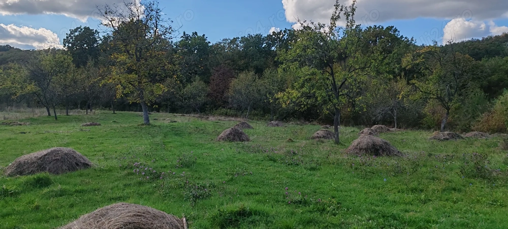 1.2 euro  m2    Vand 3 Terenuri total 1.7 ha la  Runcu Mare jud Hunedoara