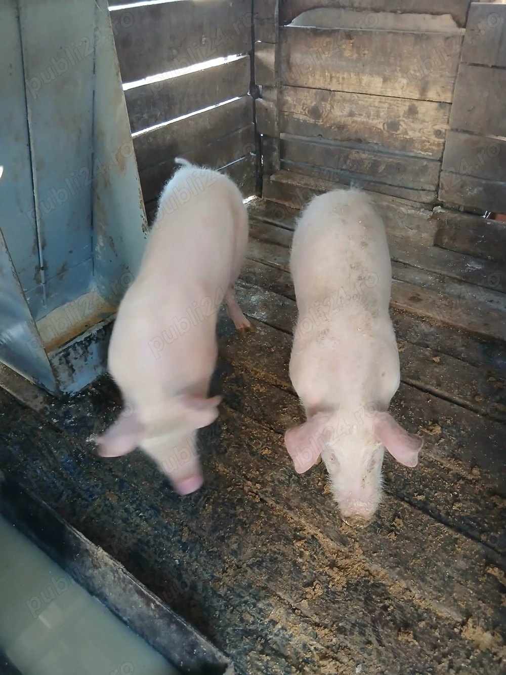 Porci  aproximativ 40 kg