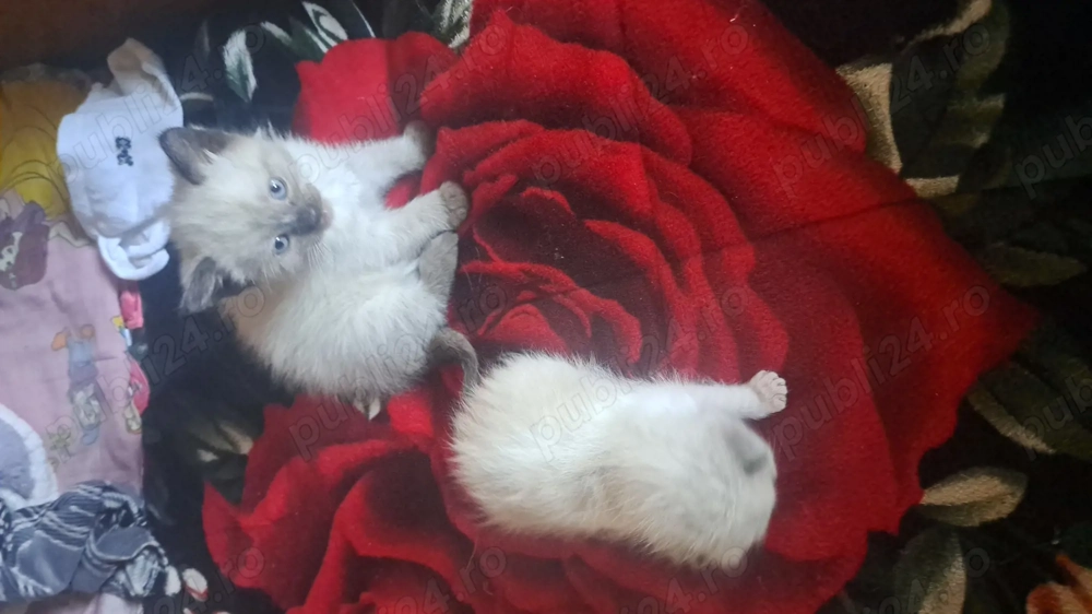 Pisici siameze de rasa 