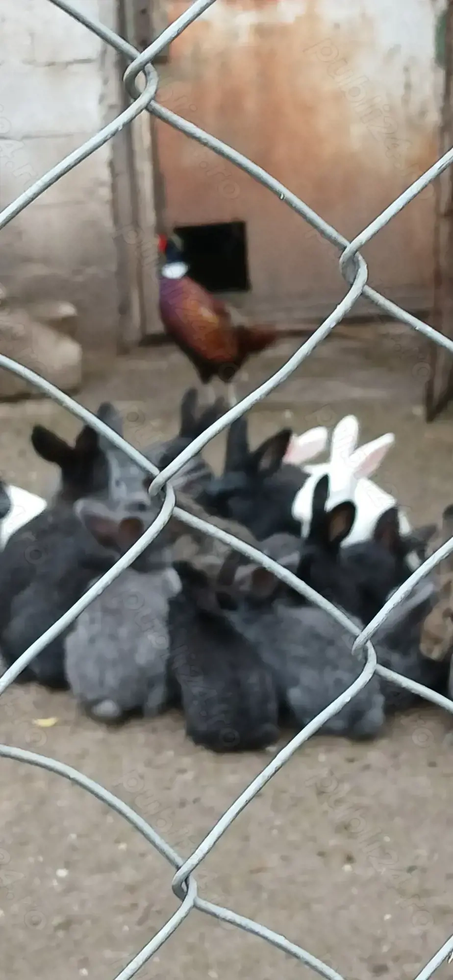 Iepuri prăsilă sau sacrificat