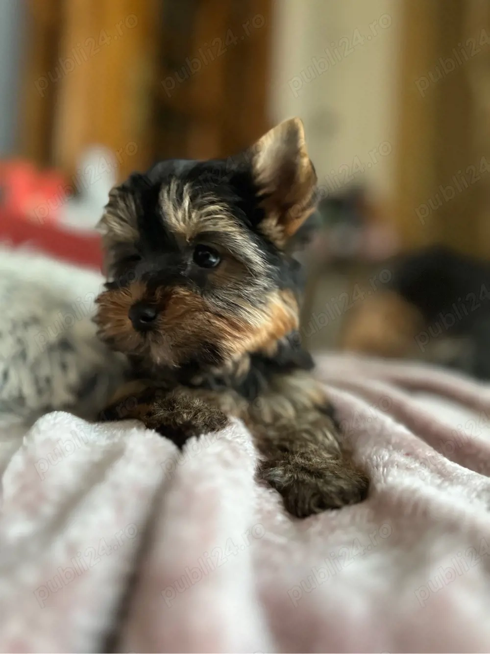 Femela yorkshire terrier   deosebita
