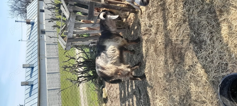  Țap de vanzare varsta 2 ani de prasila sau de sacrificat 1000 RON