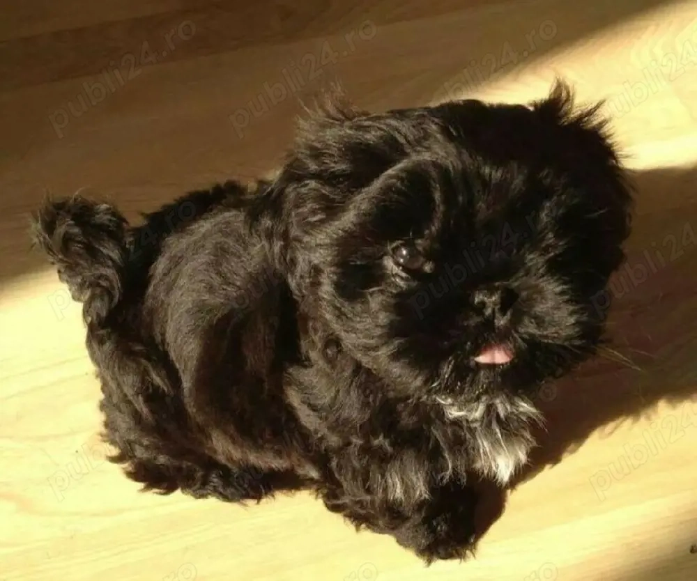 Bichon Havanez talie mica 