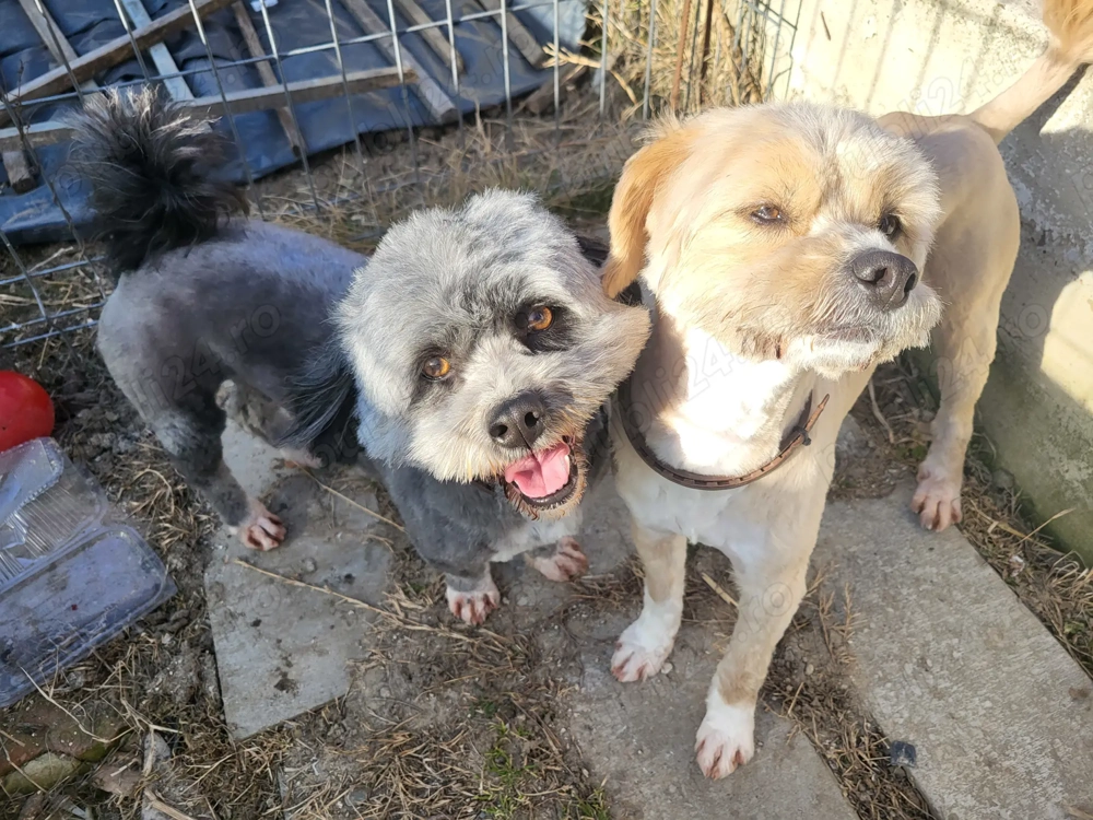 VANZARE   SCHIMB 2 catei masculi, fratiori, Shitzu + Bichon, super jucausi