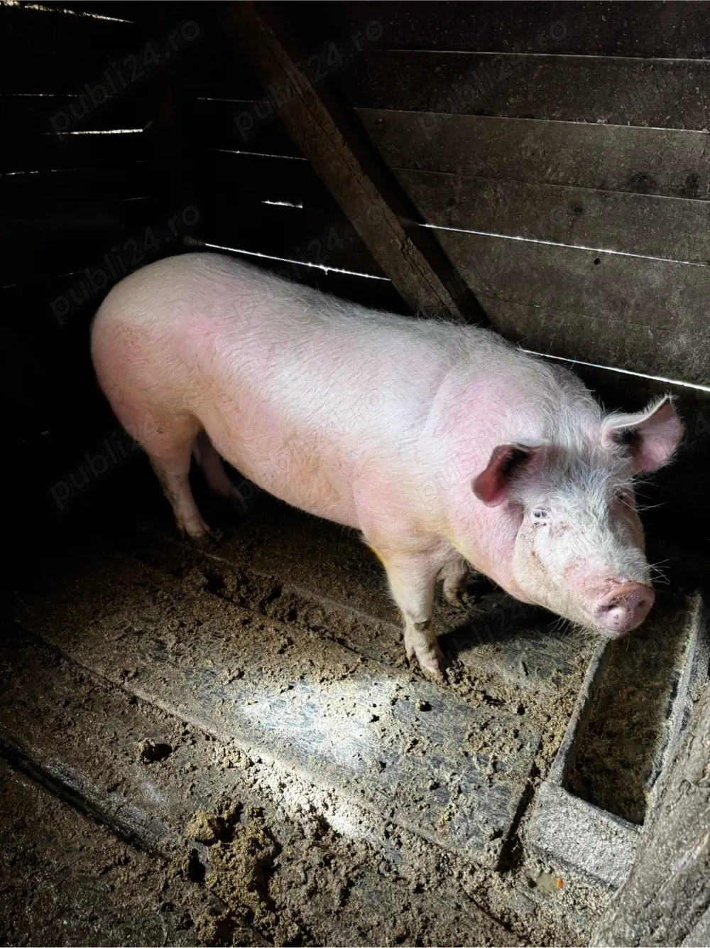 vand porc din gospodaria proprie,Fersig.