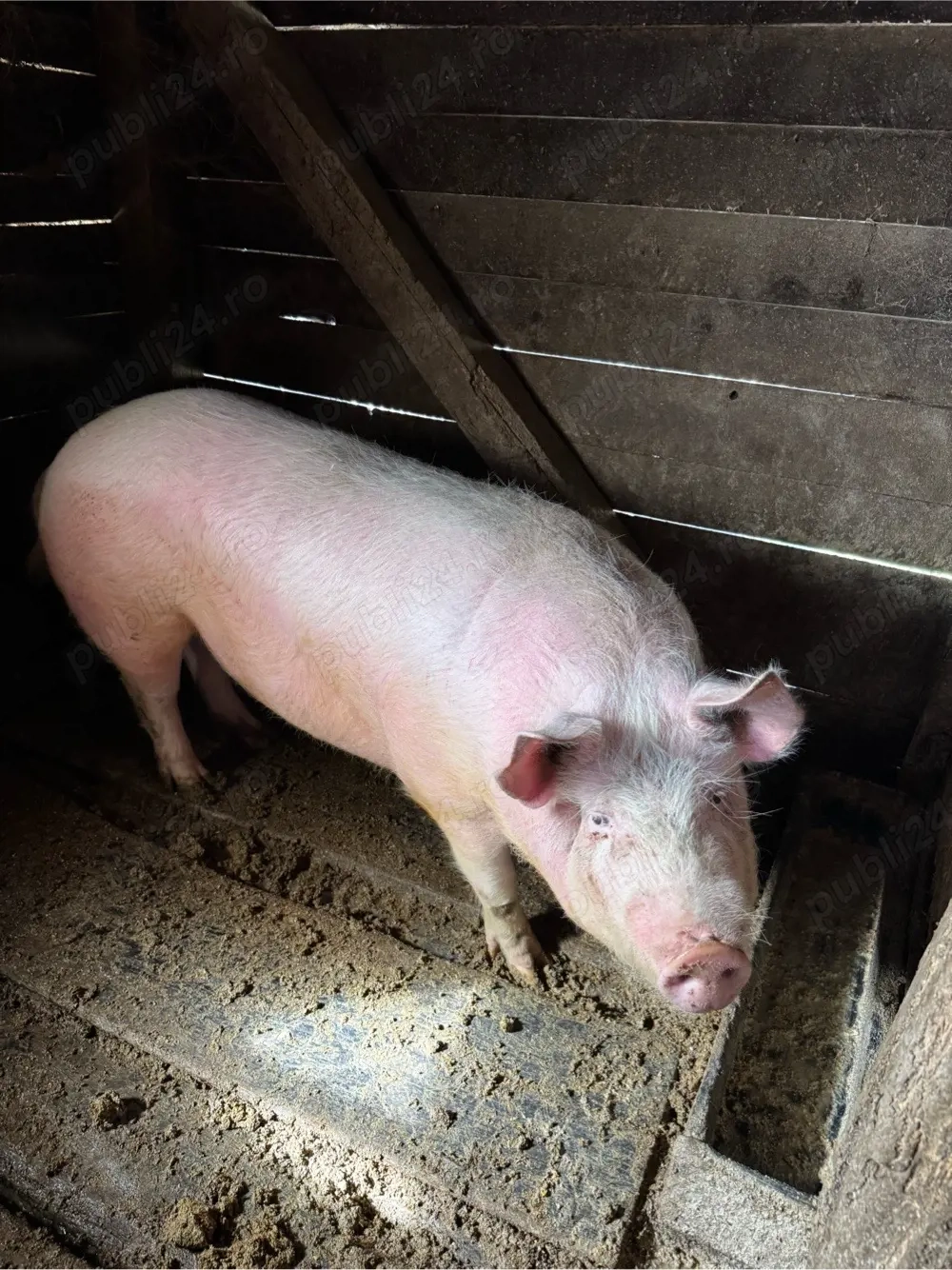 vand porc din gospodaria proprie,Fersig.