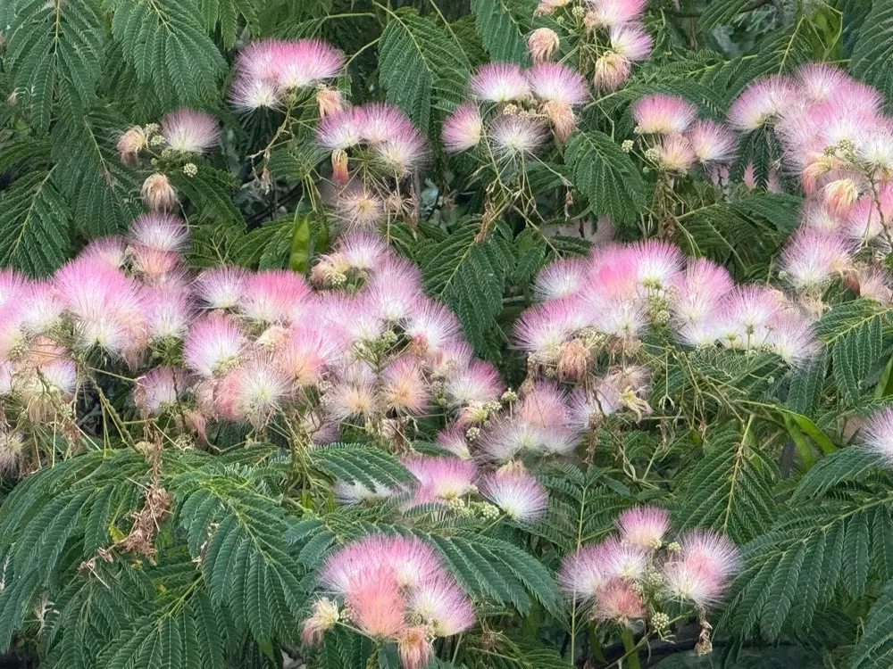 zona Cora, Dumbravita