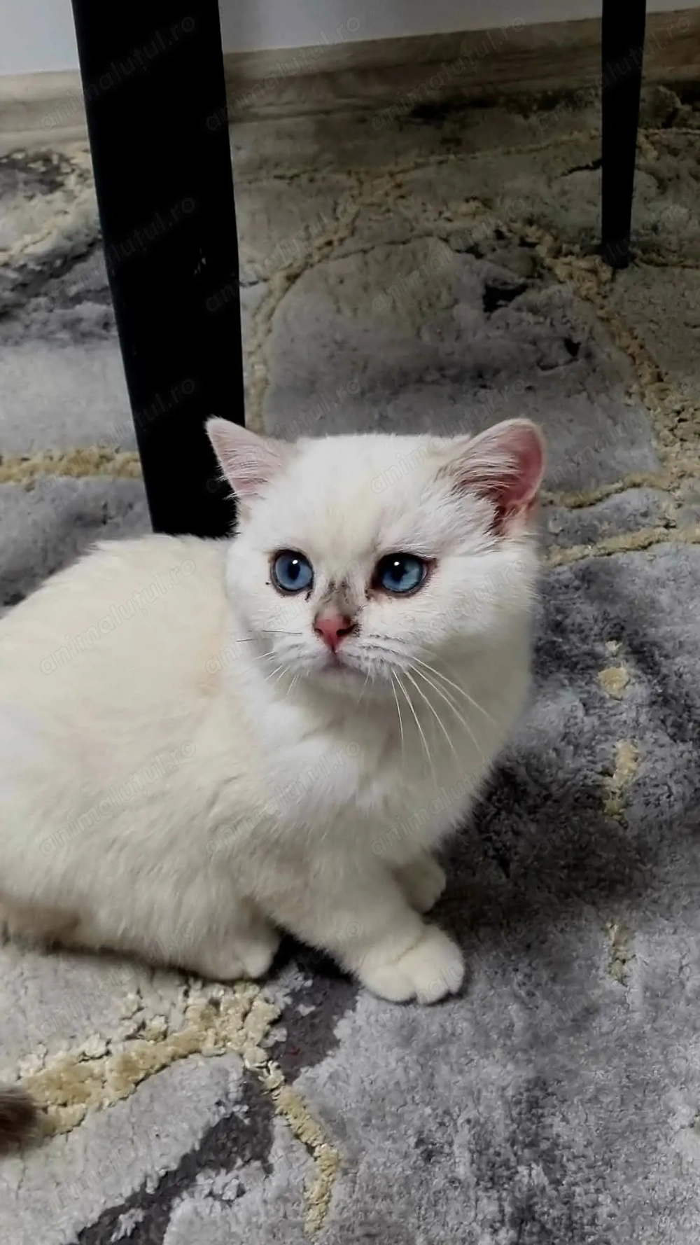 Motanel British Shorthair 