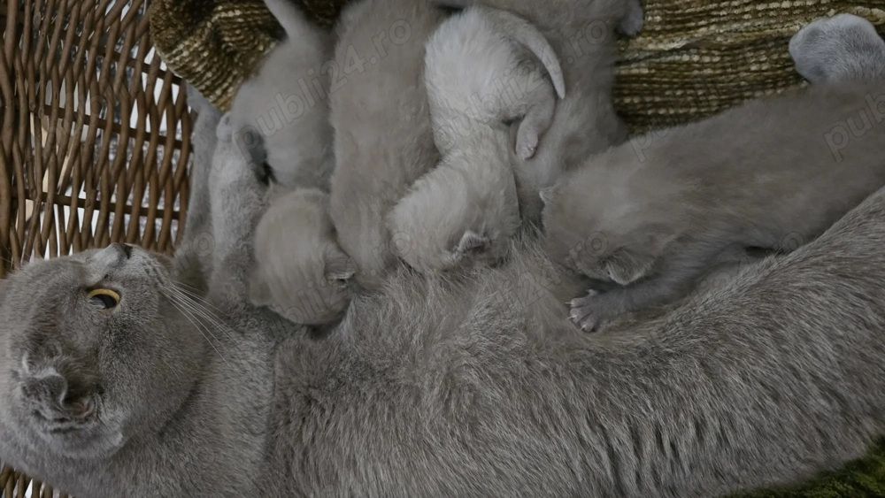 Pisici bristish shorthaire și scotish fold 