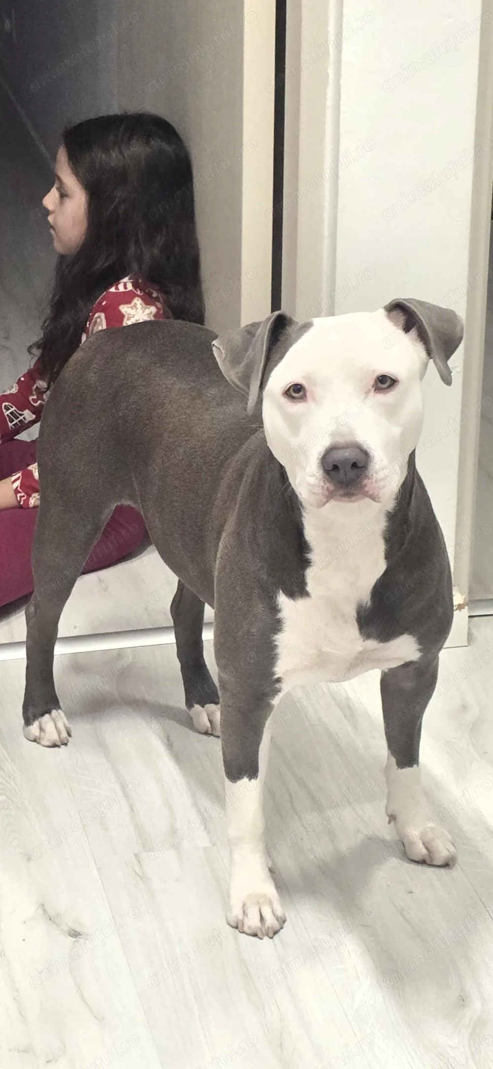 Luna, fetiță amstaff.