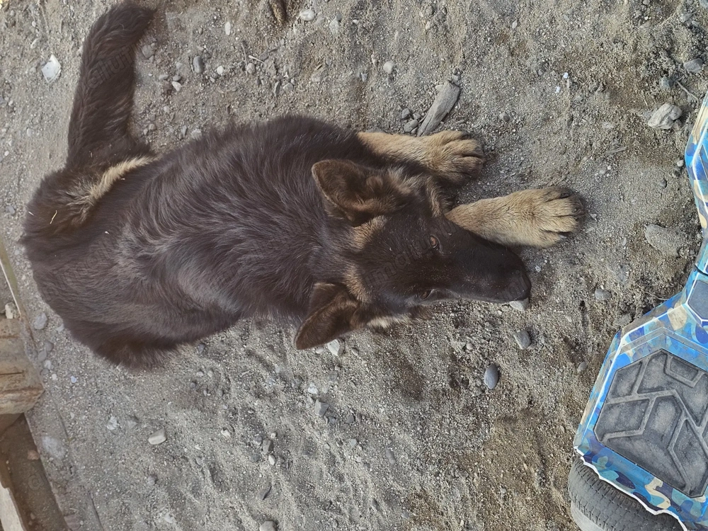 Vand ciobănesc german