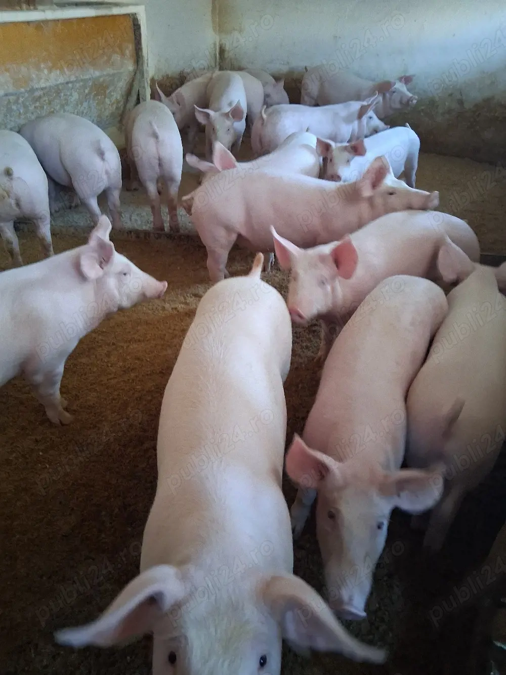 Vand purcei mici ,rasa de carne crescuți natural. 