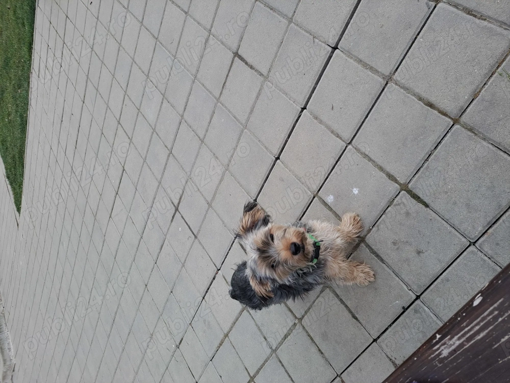 Ai nevoie de un prieten loial?