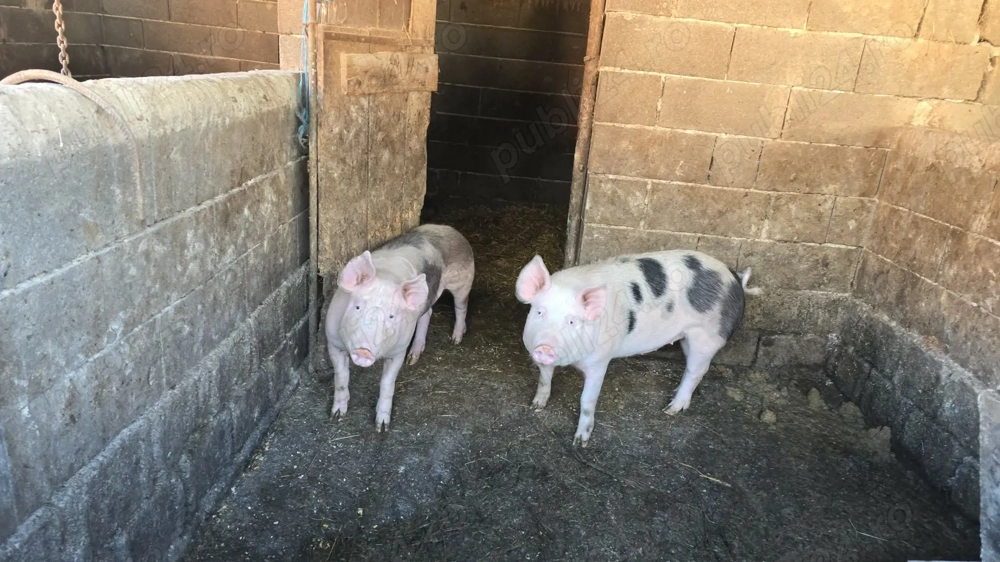 Grăsuni de vânzare 